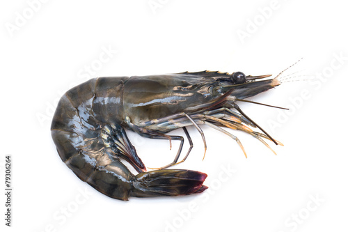 Raw black tiger shrimp on white background