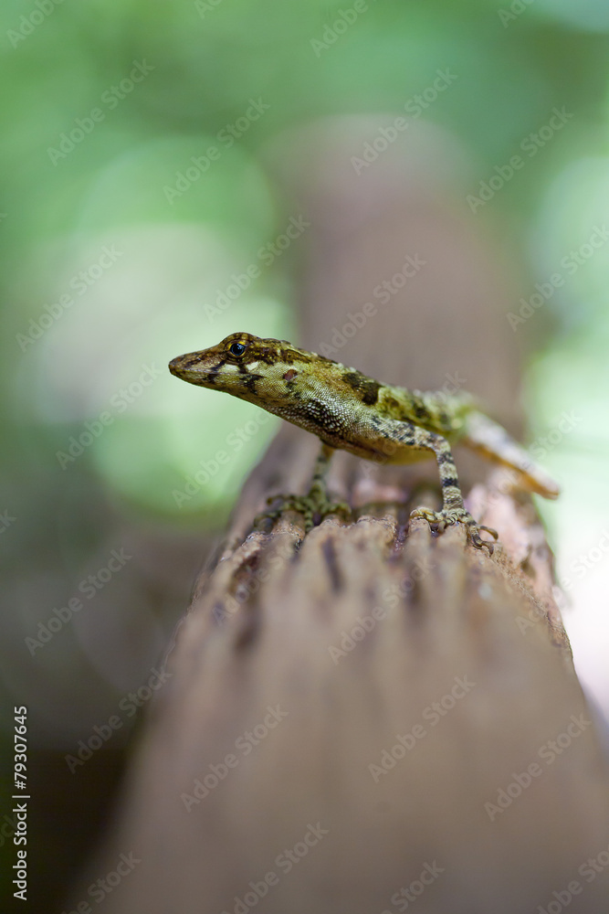 Obraz premium What ?