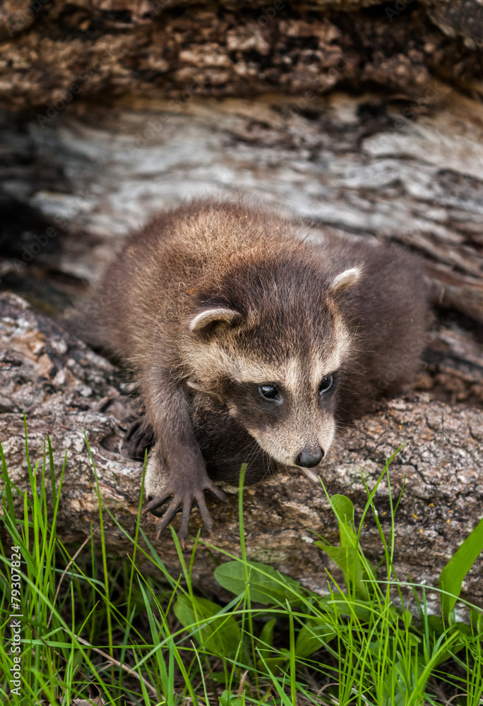 Baby Raccoon (Procyon lotor) Climbs Over Sibling Baby Raccoon (Procyon lotor) Climbs Over Sibling