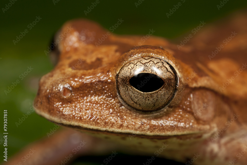 Obraz premium Frog Eye