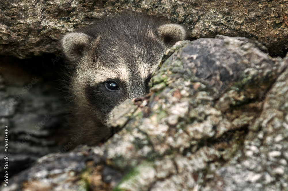 Fototapeta premium Baby Raccoon (Procyon lotor) Hides in Log