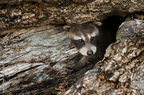 Baby Raccoon (Procyon lotor) Peeps out of Log