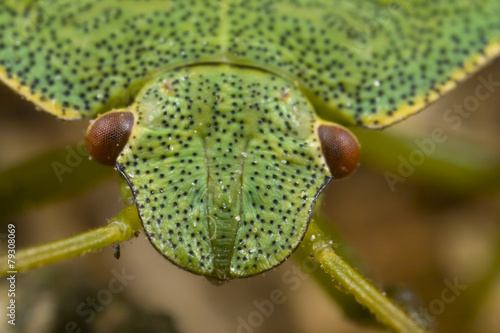 Bug head
