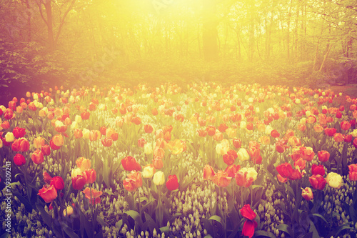 Foto zasłona roślina tulipan słońce retro