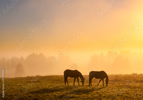 Morning mist