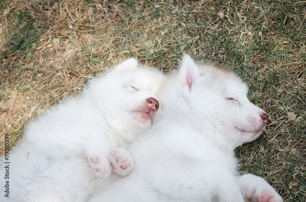 Fototapeta premium Cute siberian husky puppies sleeping