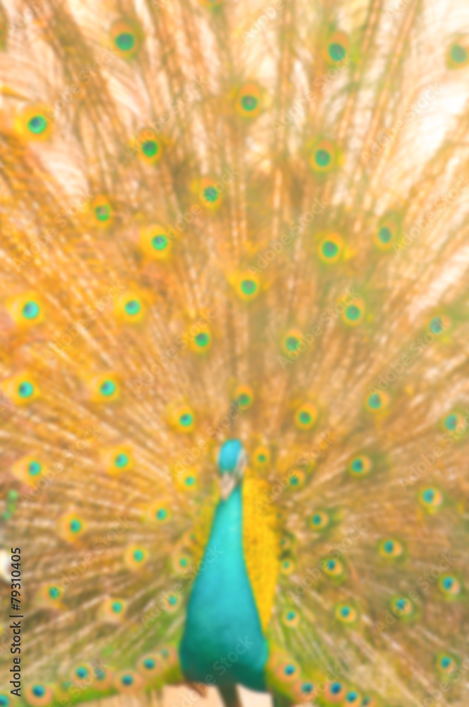 Fototapeta premium Blur background image of beautiful peacock