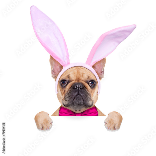 bunny easter ears dog