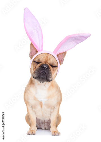 bunny easter ears dog © Javier brosch