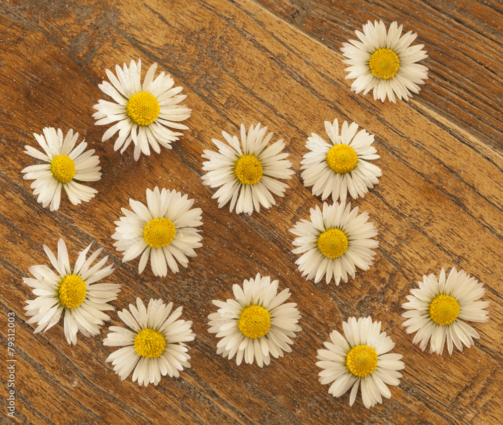 Obraz premium daisy