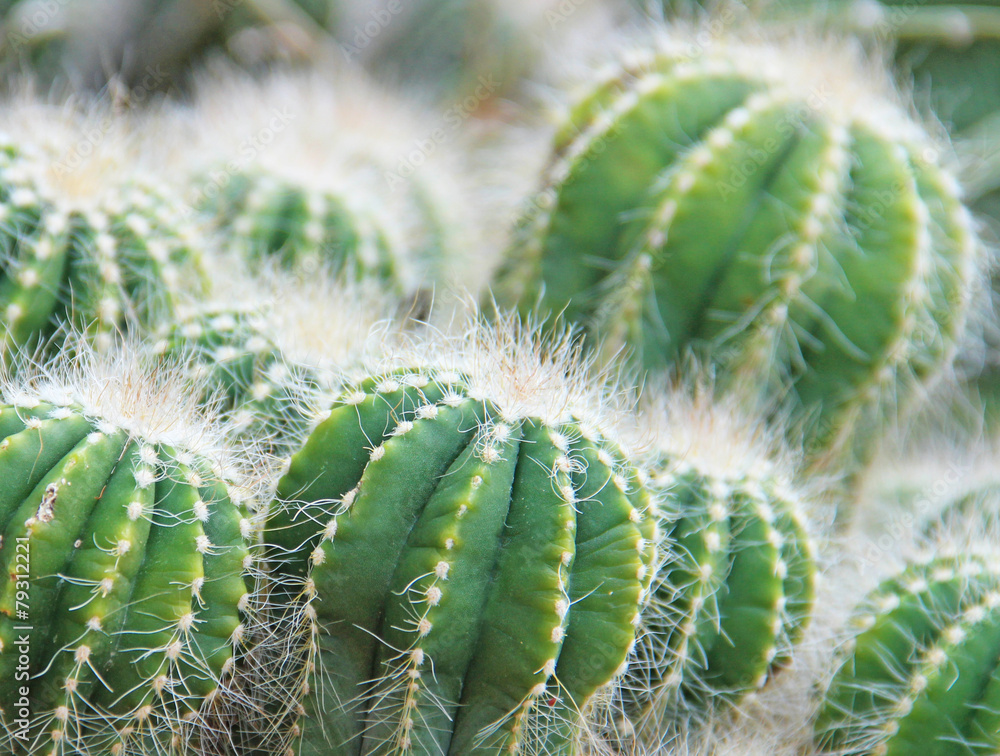 Cactus Plant. Shallow depth of field Cactus Plant. Shallow depth of field