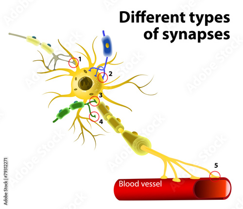 Different types of synapses