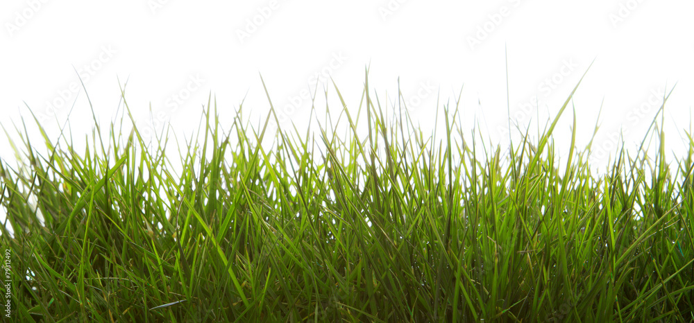 Obraz premium Green grass isolated .