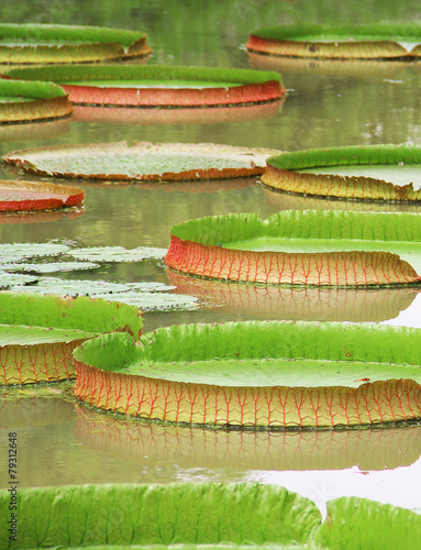 Victoria Regia - the largest water lily in the world