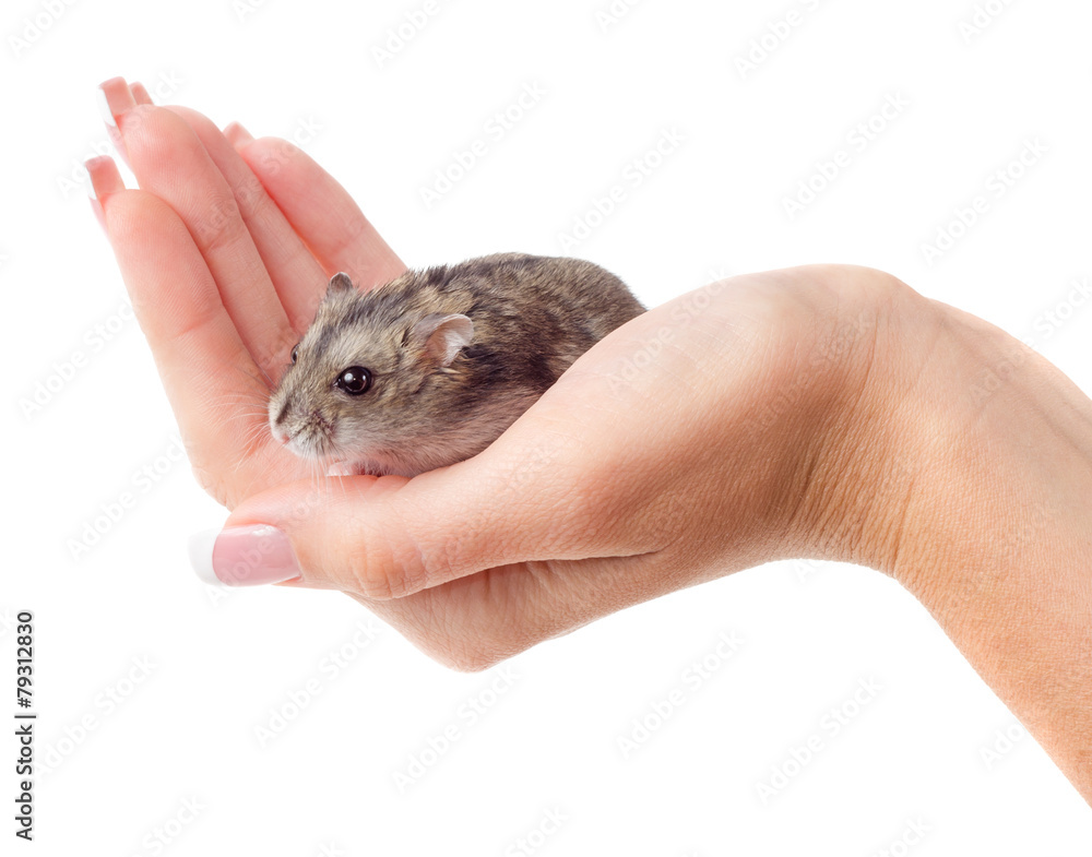 Mouse in hand Mouse in hand