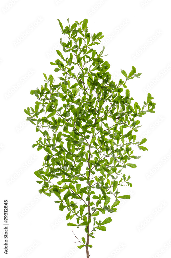 Close up green leaves on white background Close up green leaves on white background