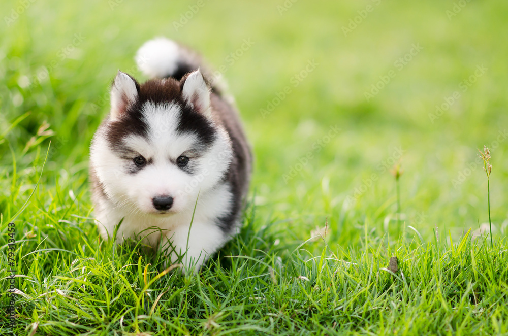 Cute siberian husky puppy walking on green grass