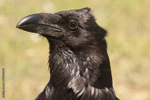 Photography Portrait of Raven ( Corvus corax ) in its natural habitat