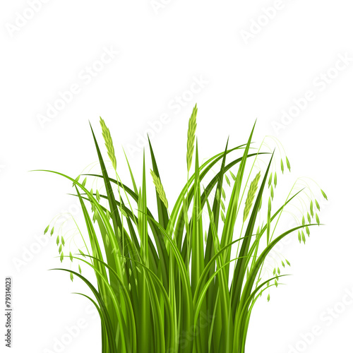 Bush grass isolated on white background