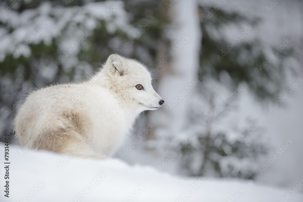 Arctic fox Arctic fox