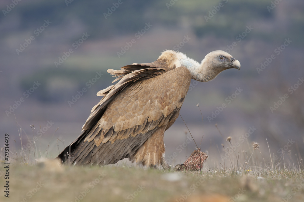 Spain, Griffon vulture in a detailed portrait Spain, Griffon vulture in a detailed portrait