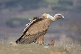 Spain, Griffon vulture in a detailed portrait