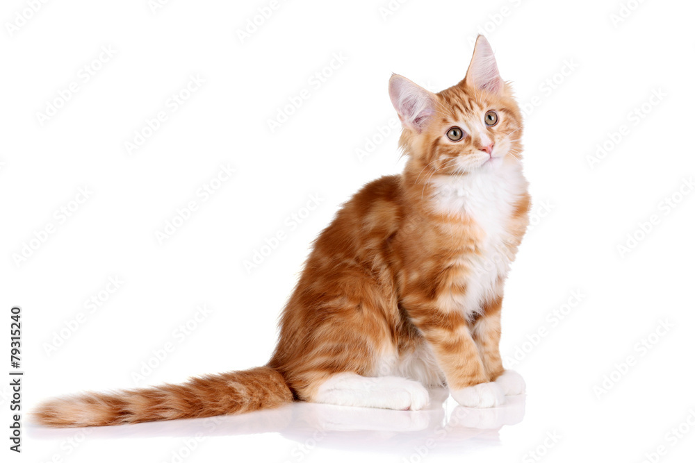 Beautiful red kitten on a white background Beautiful red kitten on a white background