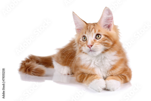 Fluffy playful ginger kitten lying on a white background