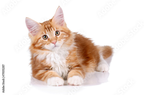 Fototapeta Naklejka Na Ścianę i Meble -  Ginger kitten lying on a white background