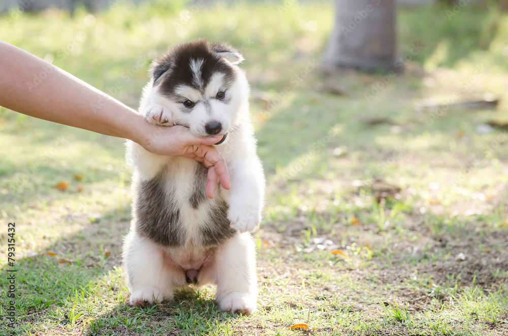 Little Siberian husky puppy biting the hand Little Siberian husky puppy biting the hand