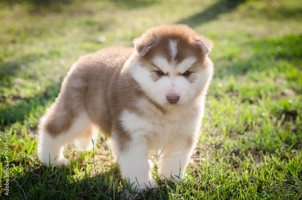 Cute little siberian husky puppy standing Cute little siberian husky puppy standing