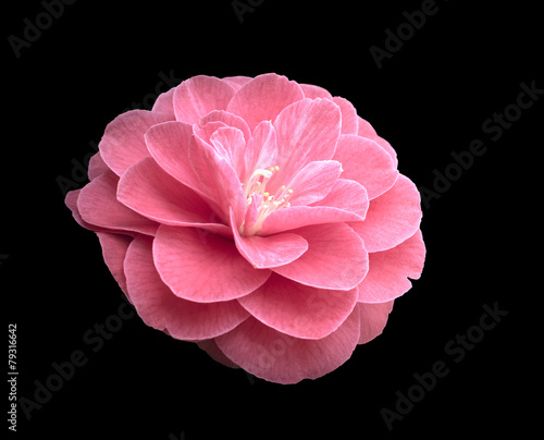 Foto Pink Camellia