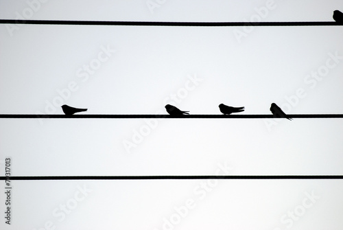 Canvas Print silhouette of 5 birds on a wire