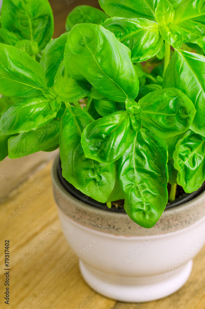 Basil in a pot Basil in a pot