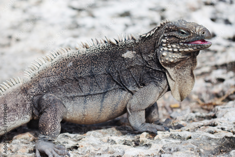 Marine iguana Marine iguana