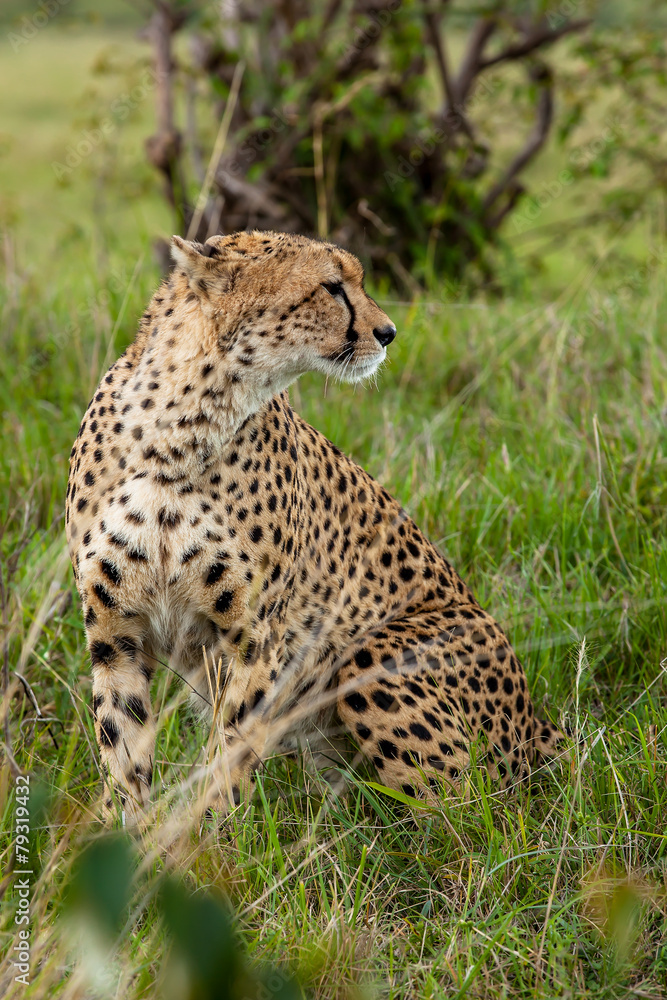 grass, Kenya, cheetah, African nature, predator grass, Kenya, cheetah, African nature, predator