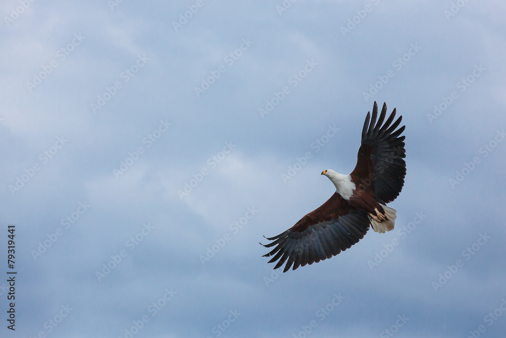 Fototapeta premium Eagle, vulture, birds, wildlife, sky, feathers, beak, claws