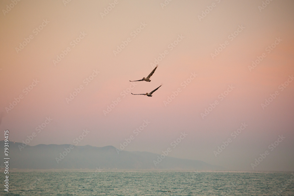 Two California pelicans over the sunset sky
