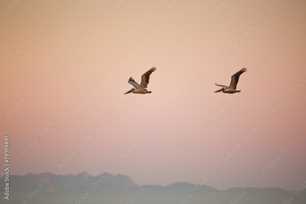 Fototapeta premium Two California pelicans over the sunset sky