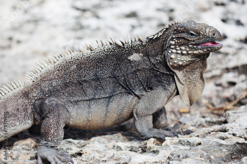 Marine iguana