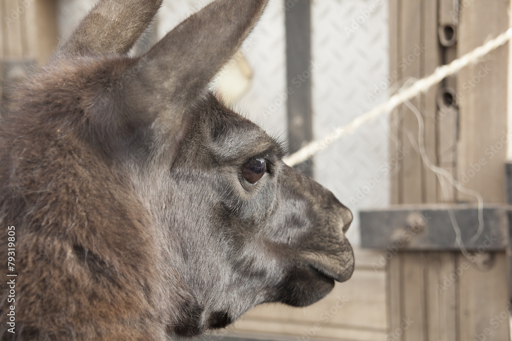 Fototapeta premium Head of llama (Lama glama) is a South American camelid, widely u