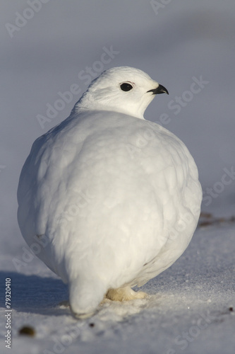 Rock Ptarmigan which stands in the snow on winter tundra