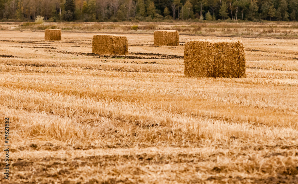 Fototapeta premium Four square hay bales on empty yellow field