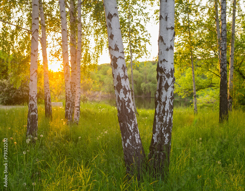 Valokuvatapetti birch trees in a summer forest