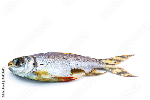 carrion ,dead Fish on white background