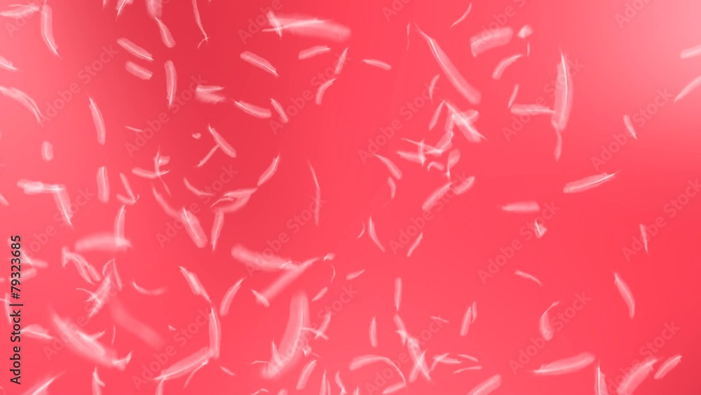 Feathers falling loop against pink Feathers falling loop against pink
