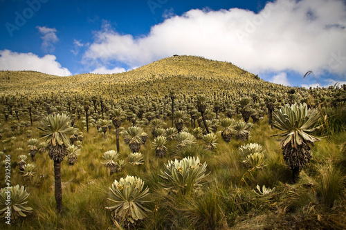 El Angel, ecological reserve, Carchi, Ecuador photo