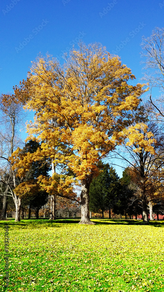 Naklejka premium Golden Blue Sky Tree