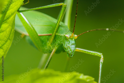 strange grasshopper