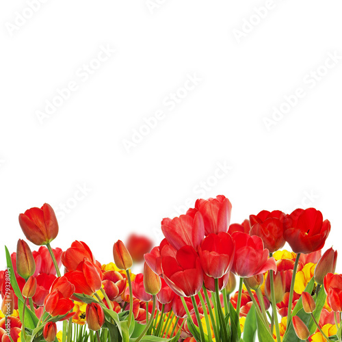 Beautiful garden fresh colorful tulips on white background